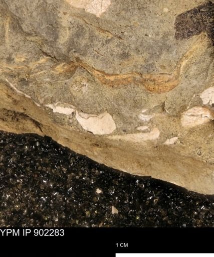 undet. Mollusca