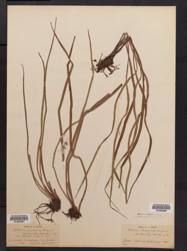 Vittaria
