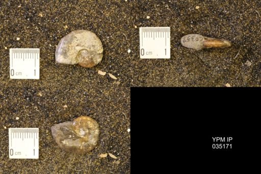 Discoscaphites rossi