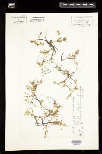 Nitella capitata