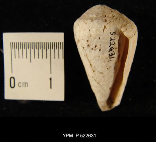 undet. Conidae