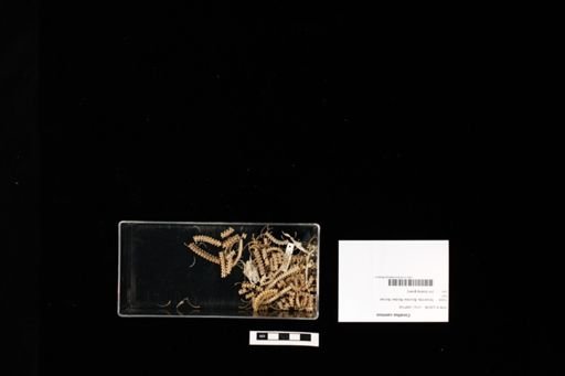 Corallus caninus