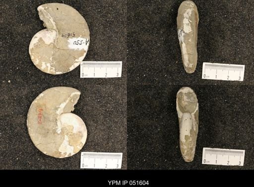 Hoploscaphites nicolletii