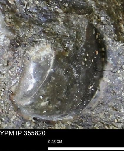 undet. Mollusca