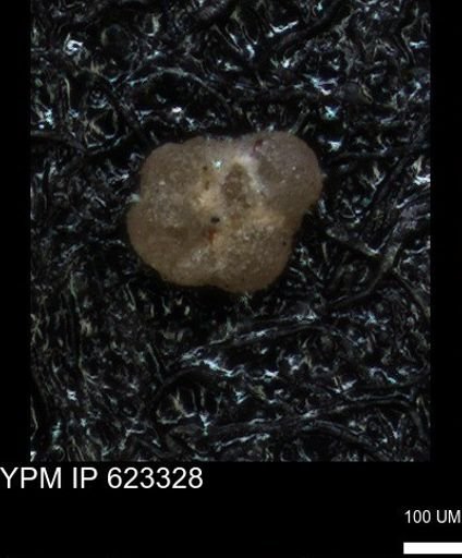undet. Foraminiferida