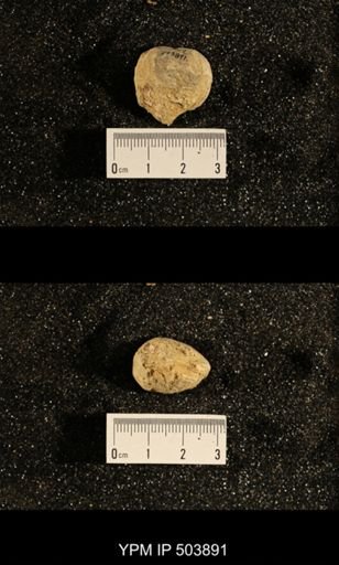 Astartella concentrica