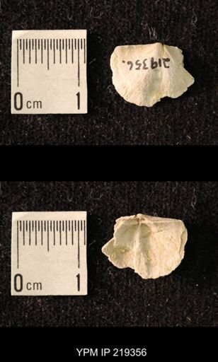 Chonetes granulifer