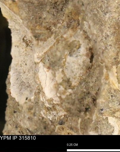 undet. Mollusca