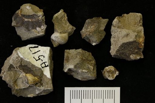 undet. Turridae