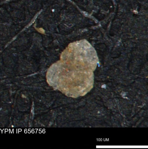 Spirolocammina planula