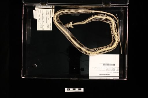 Nerodia rhombifera