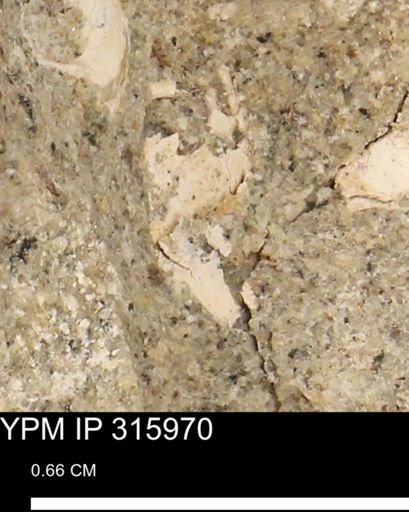 undet. Mollusca