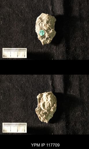undet. Gastropoda