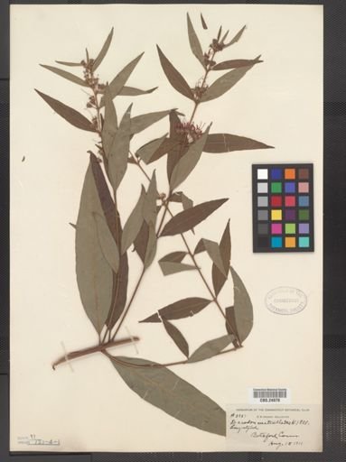 Decodon verticillatus
