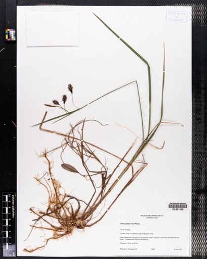 Carex paupercula