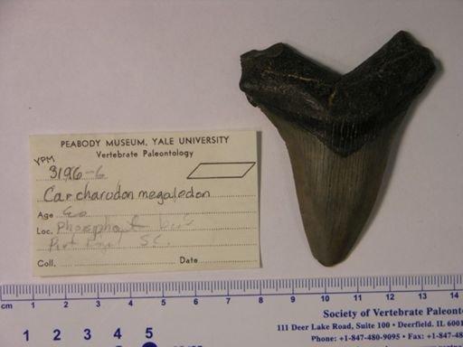 Carcharodon megalodon