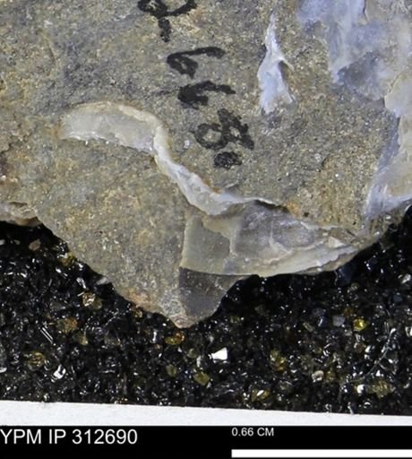 Phelopteria linguaeformis