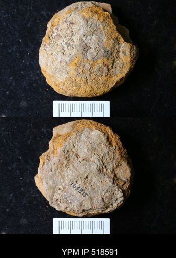 undet. Echinodermata