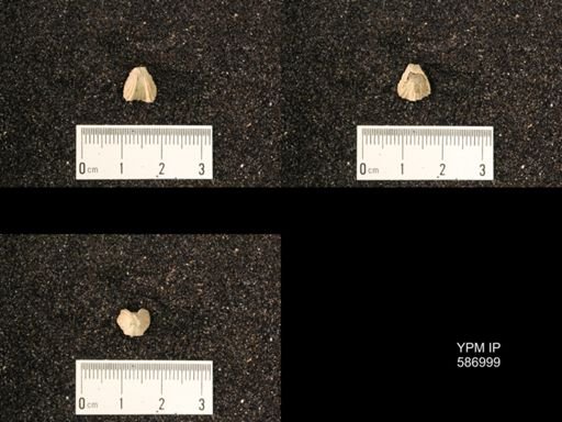 Rhynchotrema anticostiensis