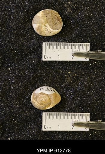 Vanikoropsis sp.