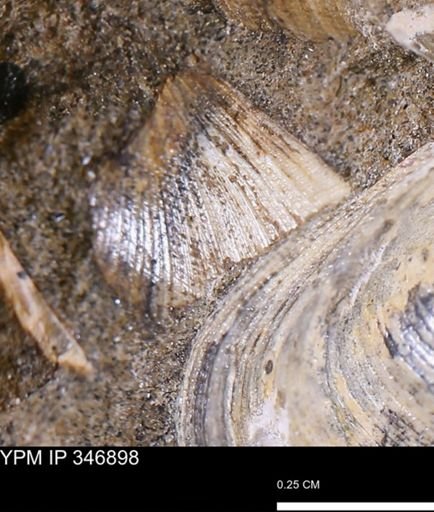 Limopsis striatopunctatus