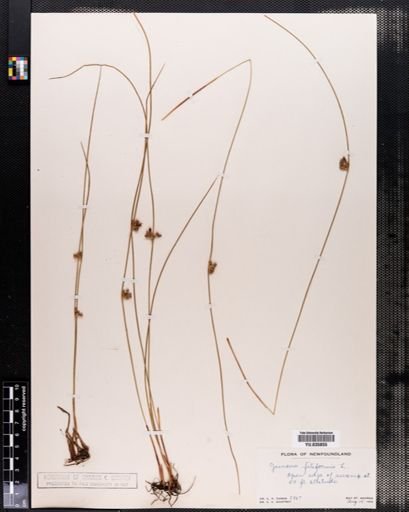 Juncus filiformis