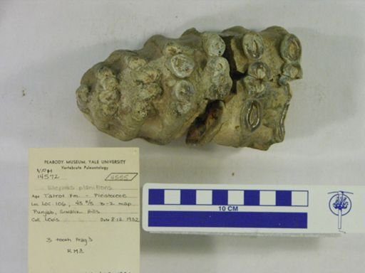 Elephas planifrons