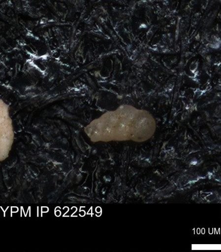 undet. Heterohelicidae