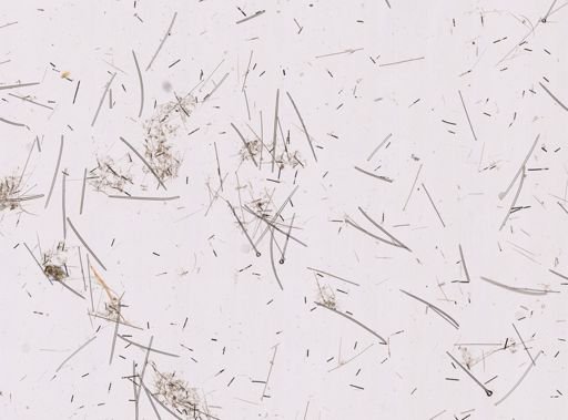 Mycale (Rhaphidotheca)