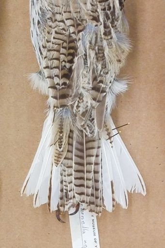 Sturnella neglecta