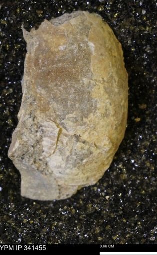 Scaphites sp.