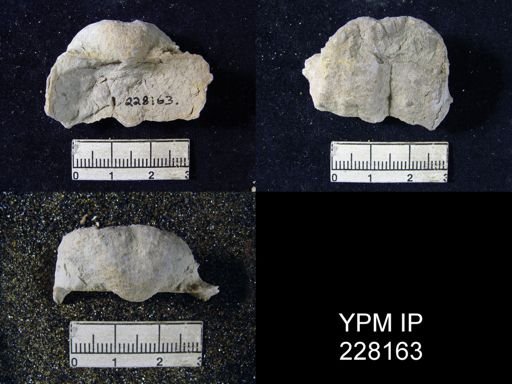 Dictyoclostus portlockianus var. crassicostatus