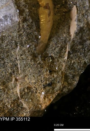 Ammonoidea?