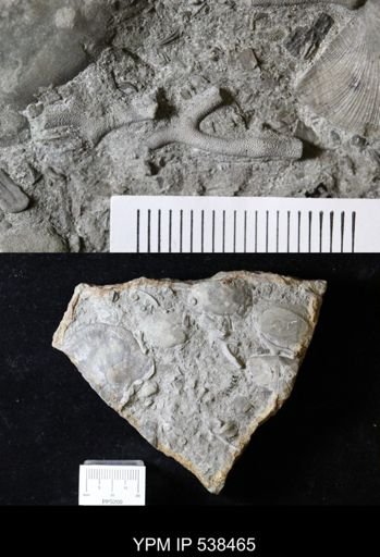 Bythopora gracilis