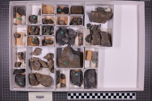 mixed taxa, stratigraphic collection