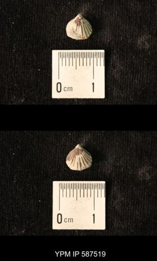 Camarotoechia whitei