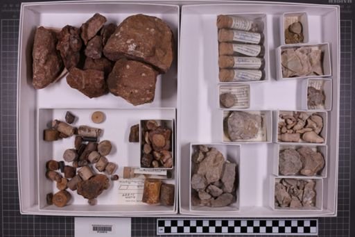 mixed taxa, stratigraphic collection