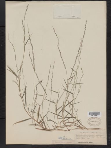 Muhlenbergia schreberi