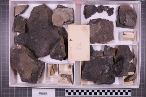 mixed taxa, stratigraphic collection