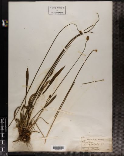 Plantae