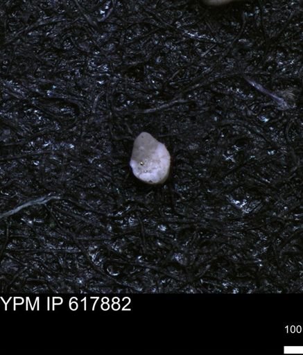 undet. Foraminiferida