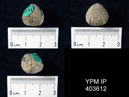 Uncinulus nucleolatus