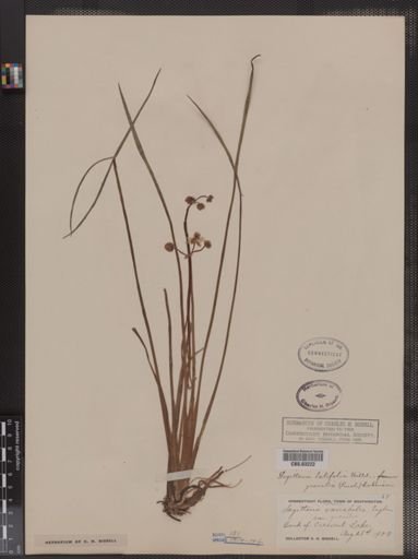 Sagittaria latifolia f. gracilis