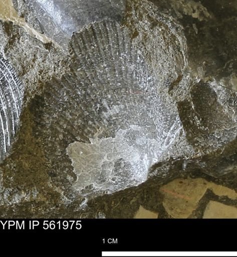 Oxytoma (Hypoxytoma) nebrascana