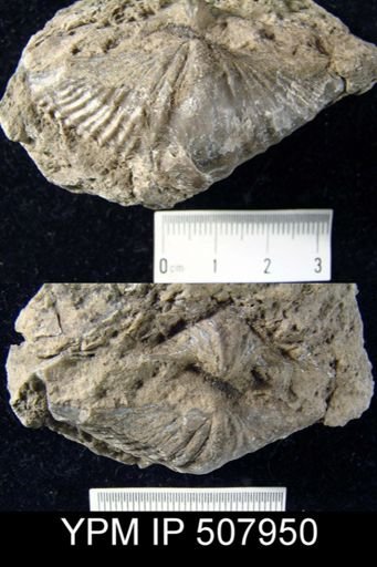 Spirifer alatus