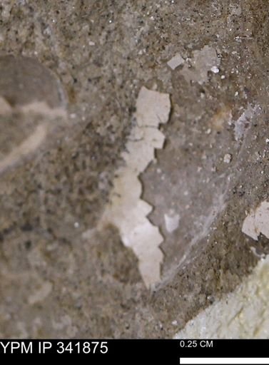 undet. Mollusca