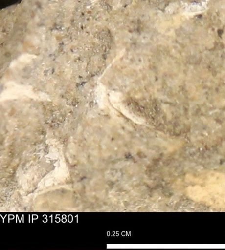 undet. Mollusca