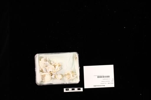 Mesoclemmys gibba