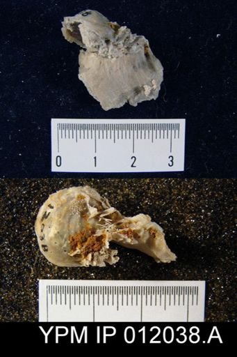 Parakeyserlingina fredericksi