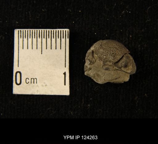 Phacops rana